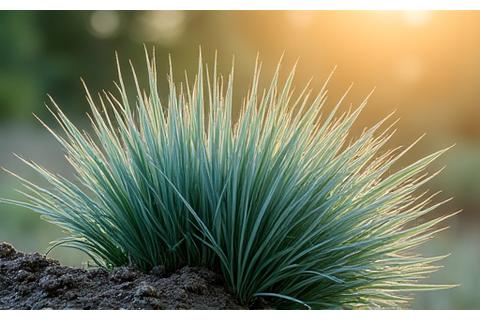 A clump of tall, graceful bluebunch wheatgrass swaying in a gentle breeze.