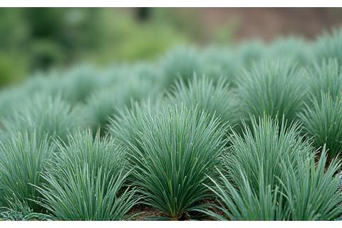 A field of healthy Idaho Fescue grass with its fine, bluish-green blades.