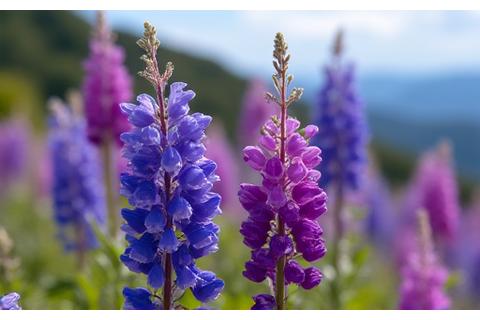 A vibrant cluster of native Penstemon flowers in shades of purple and blue.